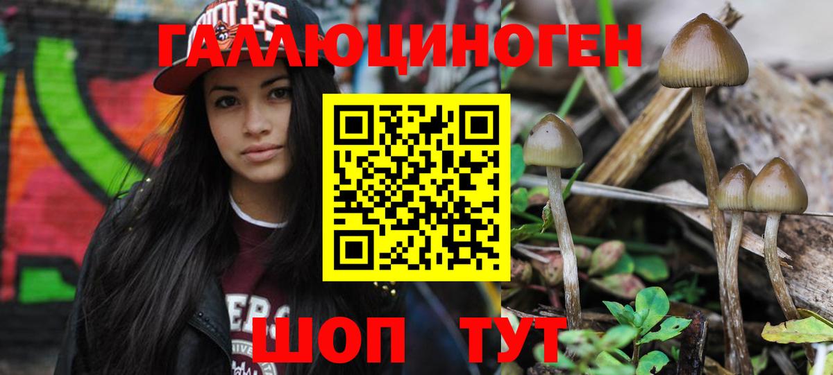 Псилоцибиновые грибы MAGIC MUSHROOMS  Вход с VPN  Мытищи 